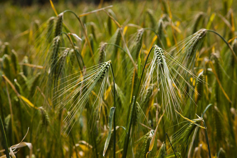 无人,农田,横图,彩色,室外,特写,白天,旅游,度假,庄稼,名胜古迹,标志建筑,地标,建筑,中国,亚洲,局部,遗迹,图片,古迹,文物,娱乐,建设,古建筑,风景,自然,享受,休闲,旅游胜地,放松,摄影,地理,麦子,风光,宁静,自然风光,古文明,东亚,四川,马尔康,bj174