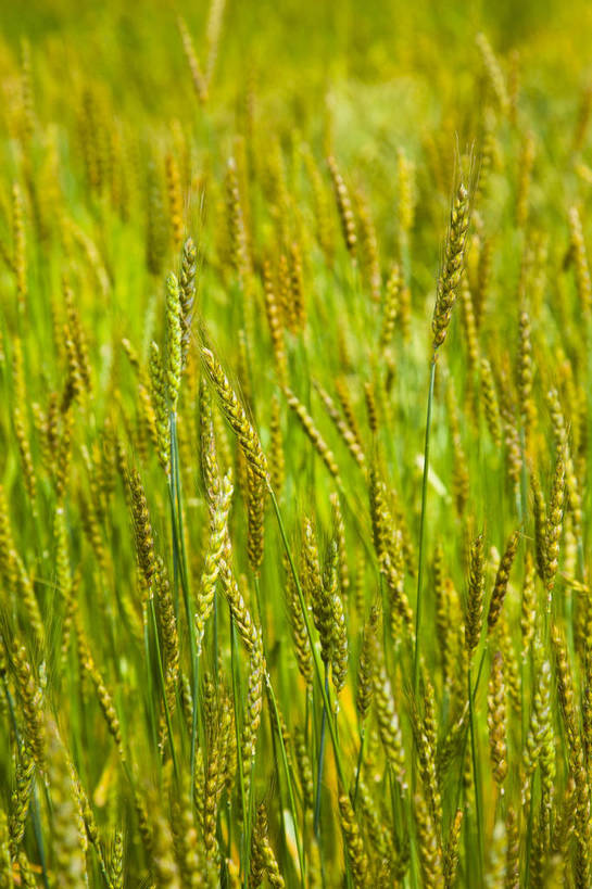 无人,农田,竖图,彩色,室外,特写,白天,旅游,度假,庄稼,名胜古迹,标志建筑,地标,建筑,中国,亚洲,局部,遗迹,图片,古迹,文物,娱乐,建设,古建筑,风景,自然,享受,休闲,旅游胜地,放松,摄影,地理,麦子,风光,宁静,自然风光,古文明,东亚,四川,马尔康,bj174