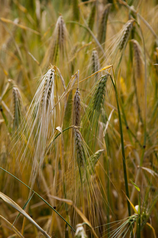 无人,农田,竖图,彩色,室外,特写,白天,旅游,度假,庄稼,名胜古迹,标志建筑,地标,建筑,中国,亚洲,局部,遗迹,图片,古迹,文物,娱乐,建设,古建筑,风景,自然,享受,休闲,旅游胜地,放松,摄影,地理,麦子,风光,宁静,自然风光,古文明,东亚,四川,马尔康,bj174
