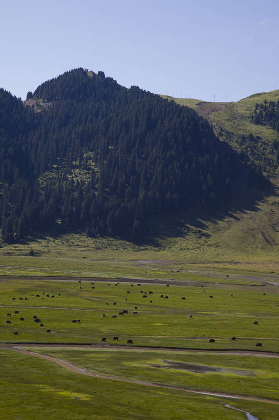 无人,竖图,彩色,室外,白天,旅游,度假,牧场,草地,草原,美景,名胜古迹,标志建筑,地标,建筑,牛,羊,中国,亚洲,放牧,遗迹,图片,小河,古迹,文物,娱乐,建设,古建筑,风景,自然,平原,享受,休闲,旅游胜地,放松,摄影,地理,风光,宁静,自然风光,古文明,东亚,四川,马尔康,bj174
