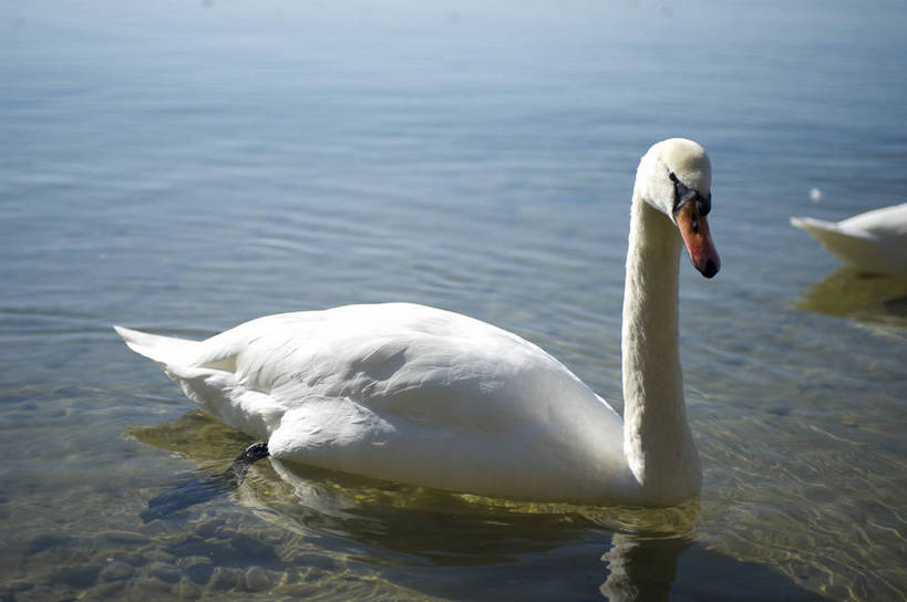 无人,横图,彩色,室外,特写,白天,旅游,度假,湖,美景,名胜古迹,标志建筑,地标,建筑,德国,遗迹,图片,古迹,文物,娱乐,建设,古建筑,慕尼黑,自然,动物,湖水,享受,休闲,旅游胜地,放松,摄影,风光,宁静,高贵,古文明,基姆湖,旅行,bj174