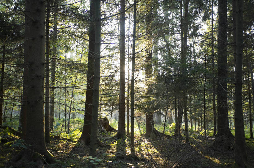 无人,横图,彩色,室外,白天,旅游,度假,美景,名胜古迹,森林,标志建筑,地标,建筑,德国,欧洲,遗迹,图片,岛,古迹,文物,娱乐,建设,古建筑,慕尼黑,树,自然,享受,休闲,旅游胜地,放松,摄影,风光,西欧,古文明,德意志联邦共和国,巴伐利亚,巴伐利亚州,拜恩州,拜恩自由州,拜恩湖,德国基姆湖,基姆湖,旅行,男人岛,bj174