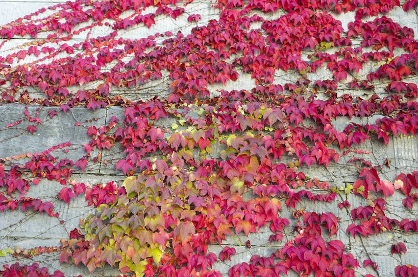 无人,横图,彩色,室外,特写,白天,旅游,度假,名胜古迹,田园,标志建筑,地标,建筑,德国,遗迹,图片,乡村,城镇,枫叶,红叶,古迹,文物,娱乐,建设,古建筑,树叶,享受,休闲,旅游胜地,放松,摄影,古堡,铺满,古文明,旧天鹅堡,旅行,菲森,bj174