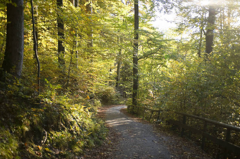 无人,横图,彩色,室外,白天,旅游,度假,美景,名胜古迹,森林,田园,标志建筑,道路,地标,建筑,路,德国,遗迹,图片,乡村,小路,交通,古迹,文物,娱乐,建设,古建筑,树,享受,休闲,远景,旅游胜地,放松,摄影,古文明,旅行,菲森,bj174