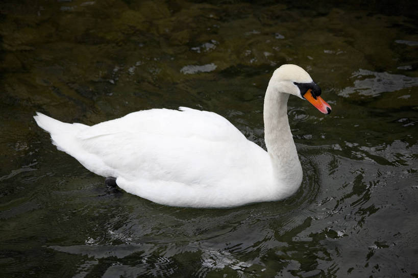 横图,彩色,室外,白天,旅游,湖,美景,天鹅,瑞士,图片,卢塞恩湖,天空,自然,动物,旅游胜地,摄影,风光,高贵,白天鹅,旅行,bj174
