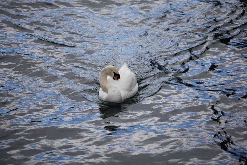 横图,彩色,室外,白天,旅游,湖,美景,天鹅,瑞士,图片,卢塞恩湖,天空,自然,动物,旅游胜地,摄影,风光,高贵,白天鹅,旅行,bj174