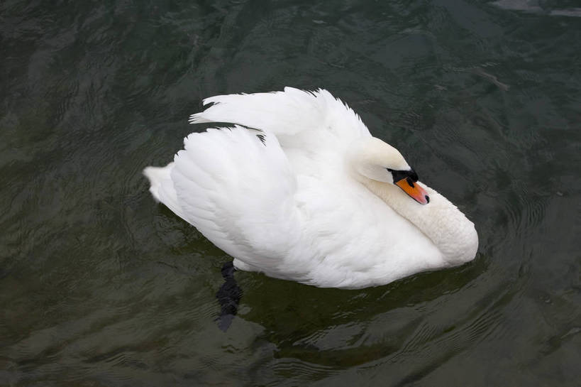 横图,彩色,室外,白天,旅游,湖,美景,天鹅,瑞士,图片,卢塞恩湖,天空,自然,动物,旅游胜地,摄影,风光,高贵,白天鹅,旅行,bj174