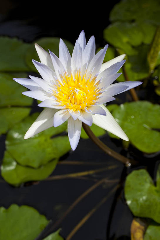 无人,竖图,彩色,室外,特写,白天,莲花,泰国,图片,普吉岛,花,花瓣,花卉,一朵,自然,花蕊,摄影,美,清新,莲叶,bj174