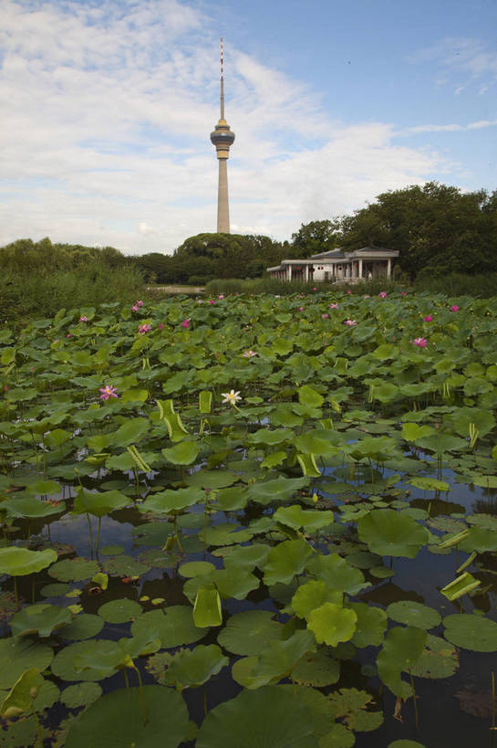 竖图,彩色,室外,白天,旅游,湖,湖泊,美景,水,北京,中国,图片,湖面,水流,水面,荷花池,自然,湖水,旅游胜地,摄影,荷塘,宁静,清新,电视塔,荷花,旅行,玉渊潭公园,中央电视台,bj174
