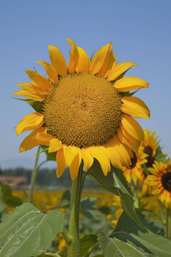 花园,竖图,彩色,室外,特写,白天,旅游,美景,田园,向日葵,北京,中国,图片,自然,旅游胜地,摄影,清新,旅行,房山,bj174