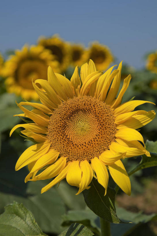 花园,竖图,彩色,室外,特写,白天,旅游,美景,田园,向日葵,北京,中国,图片,自然,旅游胜地,摄影,清新,旅行,房山,bj174