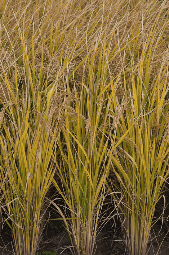 竖图,彩色,室外,特写,白天,旅游,农作物,美景,北京,中国,亚洲,图片,麦穗,首都,粮食,自然,旅游胜地,摄影,清新,东亚,海淀区,中华人民共和国,北京市,京,北平,华北地区,旅行,郊野公园,北坞公园,四季青镇,bj174