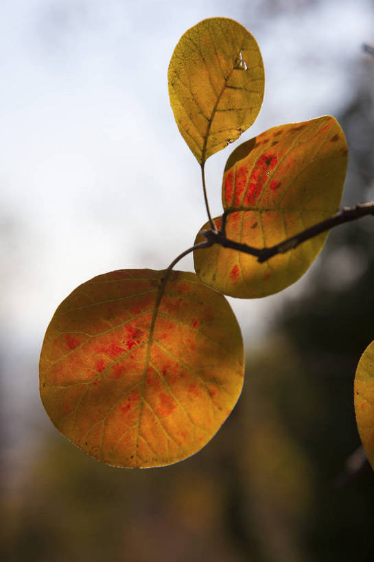 竖图,彩色,室外,特写,白天,旅游,美景,北京,中国,亚洲,图片,景观,首都,树叶,自然,旅游胜地,景色,摄影,清新,自然风光,东亚,森林公园,海淀区,中华人民共和国,北京市,京,北平,华北地区,旅行,百望山,bj174