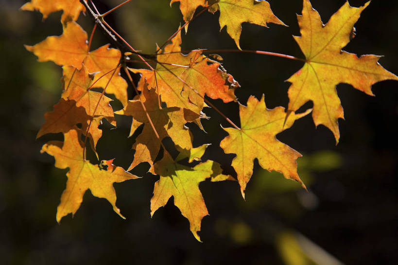 横图,彩色,室外,特写,白天,旅游,美景,北京,中国,亚洲,图片,景观,首都,树叶,自然,旅游胜地,景色,摄影,清新,自然风光,东亚,森林公园,海淀区,中华人民共和国,北京市,京,北平,华北地区,旅行,百望山,bj174