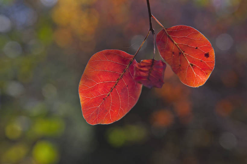 横图,彩色,室外,特写,白天,旅游,美景,北京,中国,亚洲,图片,景观,首都,树叶,自然,旅游胜地,景色,摄影,清新,自然风光,东亚,森林公园,海淀区,中华人民共和国,北京市,京,北平,华北地区,旅行,百望山,bj174
