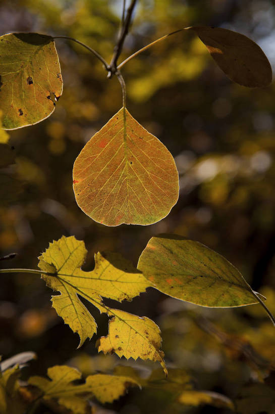 竖图,彩色,室外,特写,白天,旅游,美景,北京,中国,亚洲,图片,景观,首都,树叶,自然,旅游胜地,景色,摄影,清新,自然风光,东亚,森林公园,海淀区,中华人民共和国,北京市,京,北平,华北地区,旅行,百望山,bj174