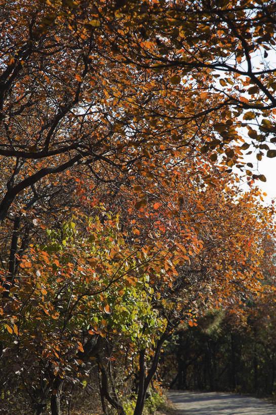 竖图,彩色,室外,特写,白天,旅游,美景,北京,中国,亚洲,图片,景观,首都,树叶,自然,旅游胜地,景色,摄影,清新,自然风光,东亚,森林公园,海淀区,中华人民共和国,北京市,京,北平,华北地区,旅行,百望山,bj174