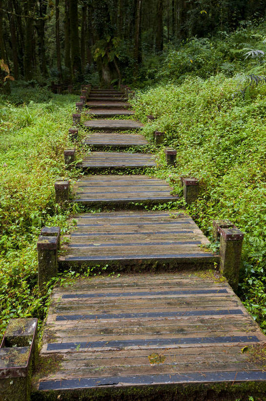 无人,竖图,彩色,室外,白天,旅游,度假,美景,森林,道路,路,台湾,中国,木板,图片,小路,交通,娱乐,石板路,自然,享受,休闲,旅游胜地,放松,摄影,阿里山,旅行,bj174