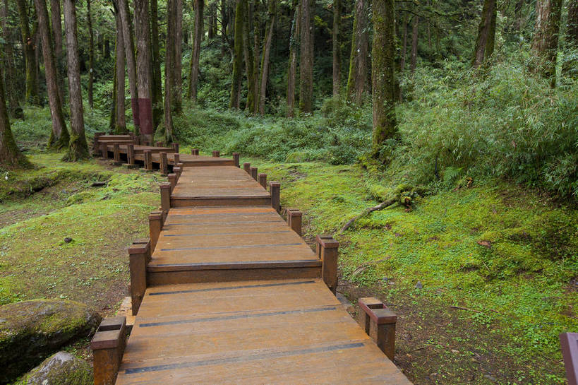 无人,横图,彩色,室外,白天,旅游,度假,美景,森林,道路,路,台湾,中国,木板,图片,小路,交通,娱乐,石板路,自然,享受,休闲,旅游胜地,放松,摄影,阿里山,旅行,bj174