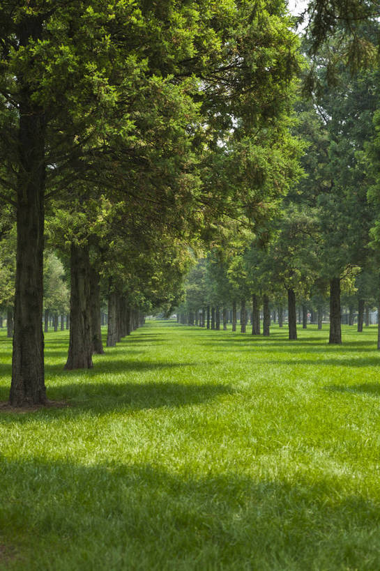 竖图,彩色,室外,特写,白天,旅游,草坪,美景,树林,北京,中国,图片,草,自然,绿地,旅游胜地,摄影,清新,铺满,旅行,bj174