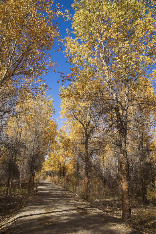 无人,竖图,全景,室外,白天,正面,旅游,度假,美景,树林,日光,中国,亚洲,生气,地形,景点,景观,娱乐,东方,树,黄色,风景,蓝天,天空,自然,享受,休闲,金色,景色,放松,活力,蒙,摄影,朝气,生长,晴天,生机,希望,风光,宁静,自然风光,外景,东亚,坚持,环境保护,甘肃省,内蒙古,胡杨树,金塔县,中华人民共和国,华北地区,内蒙古自治区,阿拉善,阿拉善盟,秋天,彩图,旅行,额济纳,额济纳旗,韧性,额济纳胡杨林,bj174