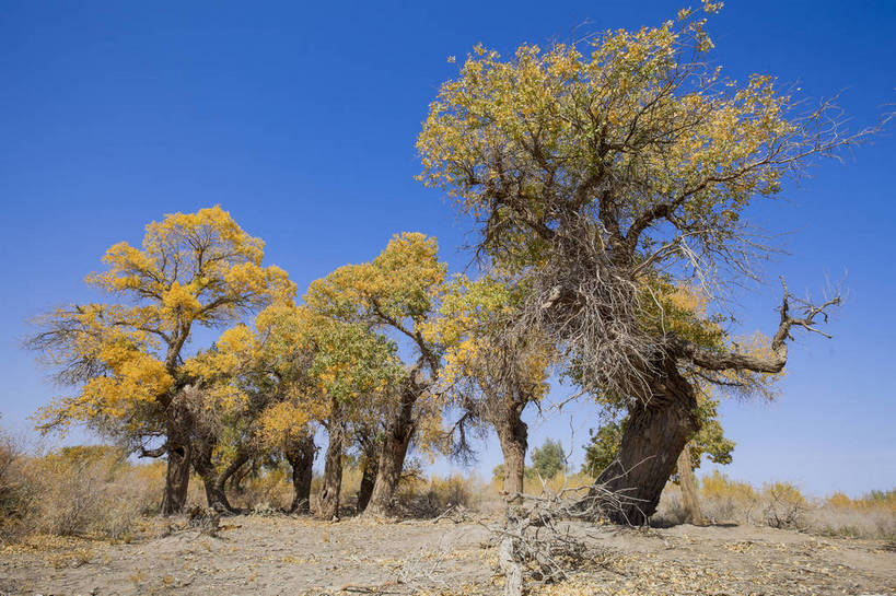 无人,横图,全景,室外,白天,正面,旅游,度假,美景,沙漠,树林,日光,中国,亚洲,生气,沙子,地形,景点,景观,浪漫,娱乐,东方,树,黄色,风景,蓝天,天空,自然,享受,休闲,金色,景色,放松,活力,蒙,摄影,朝气,生长,晴天,生机,希望,风光,宁静,自然风光,外景,东亚,坚持,环境保护,内蒙古,胡杨树,中华人民共和国,华北地区,内蒙古自治区,阿拉善,阿拉善盟,秋天,彩图,旅行,额济纳,额济纳旗,韧性,额济纳胡杨林,bj174