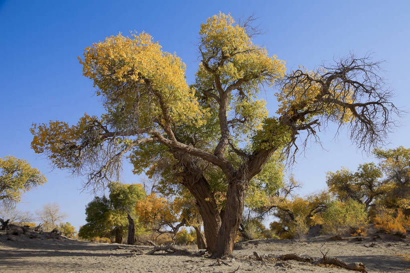 无人,横图,全景,室外,白天,正面,旅游,度假,美景,沙漠,树林,日光,中国,亚洲,生气,沙子,地形,景点,景观,浪漫,娱乐,东方,树,黄色,风景,蓝天,天空,自然,享受,休闲,金色,景色,放松,活力,蒙,摄影,朝气,生长,晴天,生机,希望,风光,宁静,自然风光,外景,东亚,坚持,环境保护,内蒙古,胡杨树,中华人民共和国,华北地区,内蒙古自治区,阿拉善,阿拉善盟,秋天,彩图,旅行,额济纳,额济纳旗,韧性,额济纳胡杨林,bj174