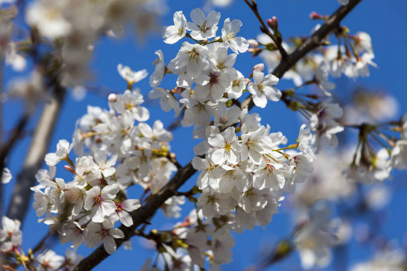 无人,公园,横图,室外,特写,白天,正面,旅游,名胜古迹,植物,桃花,北京,中国,亚洲,盛开,景观,果实,东方,花,花朵,树,桃树,白色,风景,蓝天,天空,自然,春天,旅游胜地,景色,摄影,茂盛,绽放,晴天,园林,风光,都市风光,自然风光,外景,娇嫩,彩图,旅行,玉渊潭,bj174