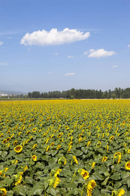 无人,农田,竖图,全景,室外,白天,正面,爱情,旅游,幸福,庄稼,农作物,花海,花圃,美景,太阳,田园,植物,城市,向日葵,叶子,生气,盛开,鲜艳,景点,景观,水平线,田野,乡村,辽阔,绿叶,美丽,茁壮,花蕾,花,花瓣,花朵,花卉,鲜花,黄色,绿色,白云,风景,蓝天,天空,阳光,自然,花丛,花束,花田,春天,花苞,花蕊,五彩,向上,嫩叶,景色,活力,摄影,朝气,茂盛,生长,绽放,晴天,生机,希望,风光,一望无际,明亮,繁茂,多彩,都市风光,乡间,自然风光,外景,孕育,光辉,沉默,忠诚,勇敢,投缘,爱慕,娇嫩,明媚,高傲,朝阳花,葵花,望日莲,向阳花,转日莲,叶,叶片,晴空万里,彩图,旅行,耕地,庄稼田,向日葵田,bj174