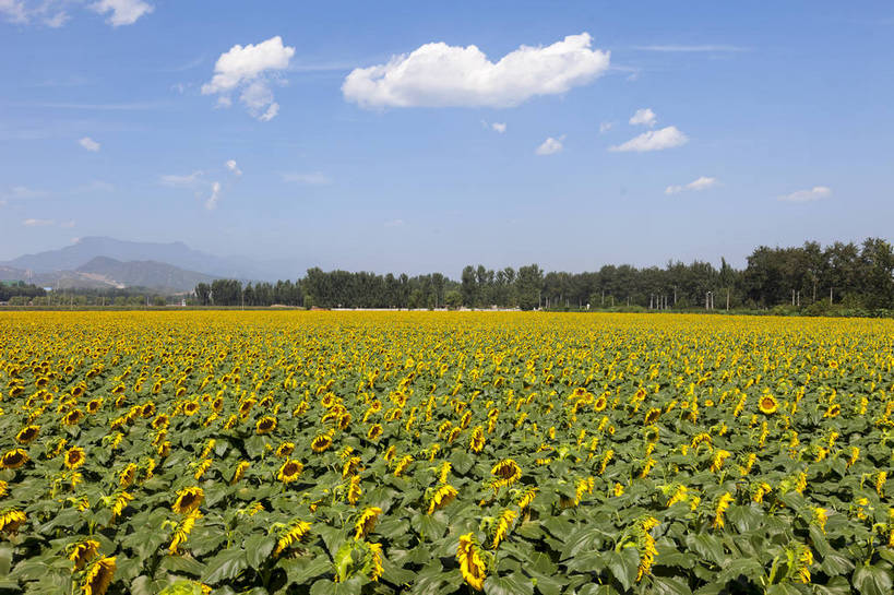 无人,农田,横图,全景,室外,白天,正面,爱情,旅游,幸福,庄稼,农作物,花海,花圃,美景,太阳,田园,植物,城市,向日葵,叶子,生气,盛开,鲜艳,景点,景观,水平线,田野,乡村,辽阔,绿叶,美丽,茁壮,花蕾,花,花瓣,花朵,花卉,鲜花,黄色,绿色,白云,风景,蓝天,天空,阳光,自然,花丛,花束,花田,春天,花苞,花蕊,五彩,向上,嫩叶,景色,活力,摄影,朝气,茂盛,生长,绽放,晴天,生机,希望,风光,一望无际,明亮,繁茂,多彩,都市风光,乡间,自然风光,外景,孕育,光辉,沉默,忠诚,勇敢,投缘,爱慕,娇嫩,明媚,高傲,朝阳花,葵花,望日莲,向阳花,转日莲,叶,叶片,晴空万里,彩图,旅行,耕地,庄稼田,向日葵田,bj174
