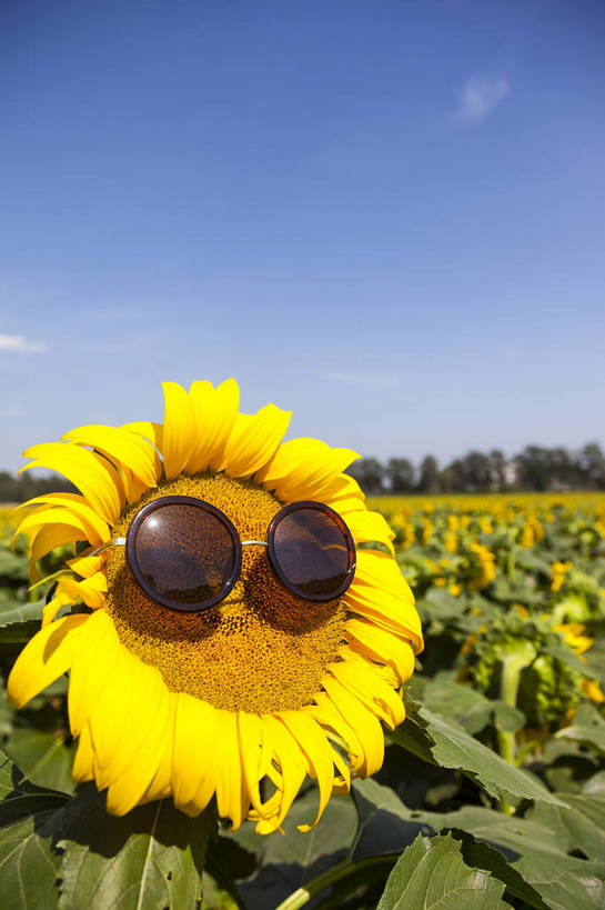 无人,农田,竖图,室外,特写,白天,正面,爱情,旅游,幸福,庄稼,农作物,花海,花圃,美景,太阳,田园,植物,城市,向日葵,叶子,戴,生气,盛开,鲜艳,墨镜,眼镜,景点,景观,田野,乡村,辽阔,绿叶,美丽,茁壮,花蕾,花,花瓣,花朵,花卉,鲜花,黄色,绿色,白云,风景,蓝天,天空,阳光,自然,太阳镜,太阳眼镜,花丛,花束,花田,春天,花苞,花蕊,五彩,向上,嫩叶,遮阳镜,景色,搞怪,活力,模仿,摄影,朝气,茂盛,生长,绽放,晴天,生机,希望,风光,搞笑,明亮,繁茂,多彩,戴着,都市风光,乡间,自然风光,戴眼镜,外景,孕育,光辉,沉默,忠诚,勇敢,投缘,爱慕,娇嫩,明媚,高傲,朝阳花,葵花,望日莲,向阳花,转日莲,叶,叶片,彩图,旅行,耕地,庄稼田,向日葵田,bj174