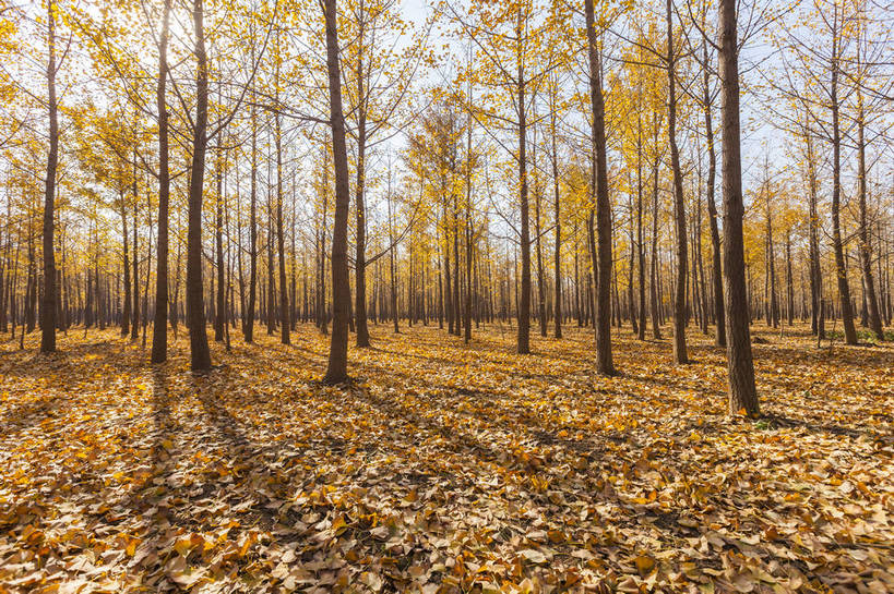 无人,横图,全景,室外,白天,正面,旅游,美景,秋季,树林,植被,植物,银杏树,叶子,北京,日光,中国,亚洲,生气,平静,景观,枯叶,落叶,东方,树,黄色,风景,蓝天,天空,自然,金色,银杏叶,景色,放松,活力,摄影,朝气,生长,晴天,生机,希望,风光,宁静,自然风光,外景,完美,叶,叶片,秋,秋天,银杏,彩图,旅行,bj174
