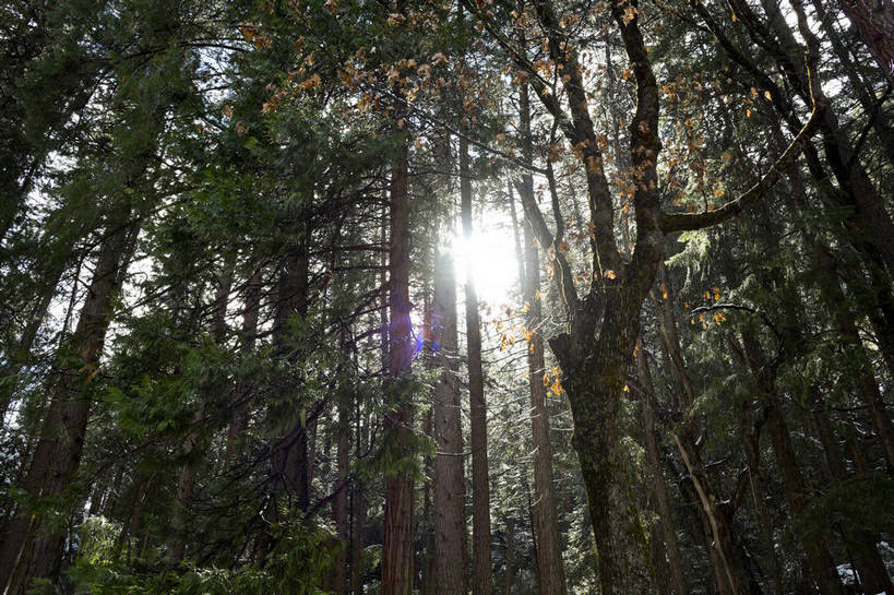 无人,公园,攀登,横图,彩色,室外,白天,旅游,森林,山,山脉,雪,雪山,美国,曲折,弯曲,环绕,地形,积雪,景点,山顶,山谷,云雾,树木,白云,风景,蓝天,天空,自然,景色,摄影,晴天,风光,宁静,北美,北美洲,国家公园,静谧,加利福尼亚,自然风光,约塞米蒂国家公园,美洲,追求,外景,自然现象,梦想,加州,地貌,加利福尼亚州,内华达山脉,优胜美地国家公园,金州,黄金州,北亚美利加洲,亚美利加洲,美国尤塞米提国家公园,优山美地,约瑟米提国家公园,旅行,美利坚合众国,林区,bj174