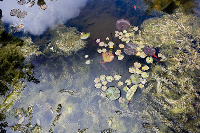 无人,横图,彩色,室外,白天,植物,生气,清澈,池塘,水池,水塘,荷叶,水草,绿色,倒影,自然,活力,摄影,朝气,茂盛,生长,生机,希望,水藻,水生植物,外景,bj174