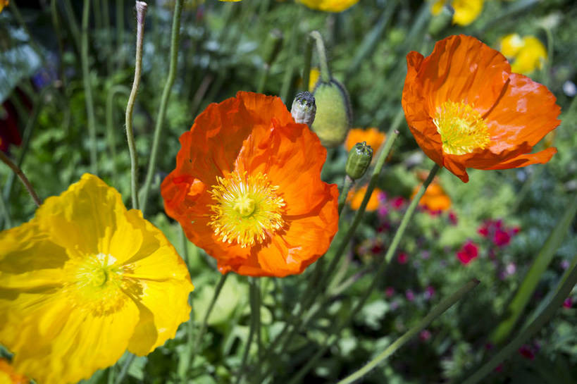 无人,横图,彩色,室外,白天,旅游,城市风光,生气,花朵,鲜花,黄色,风景,阳光,花丛,太阳花,橘色,活力,摄影,朝气,茂盛,生长,晴天,生机,希望,风光,光照,都市风光,外景,旅行,bj174