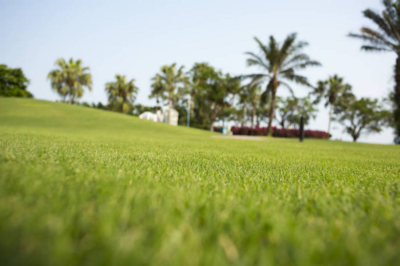 无人,横图,彩色,室外,白天,草地,草坪,植物,棕榈树,生气,树木,绿色,白云,蓝天,天空,活力,茂密,摄影,朝气,茂盛,生长,晴天,生机,希望,风光,绿草,外景,顽强,娇嫩,椰子树,bj174