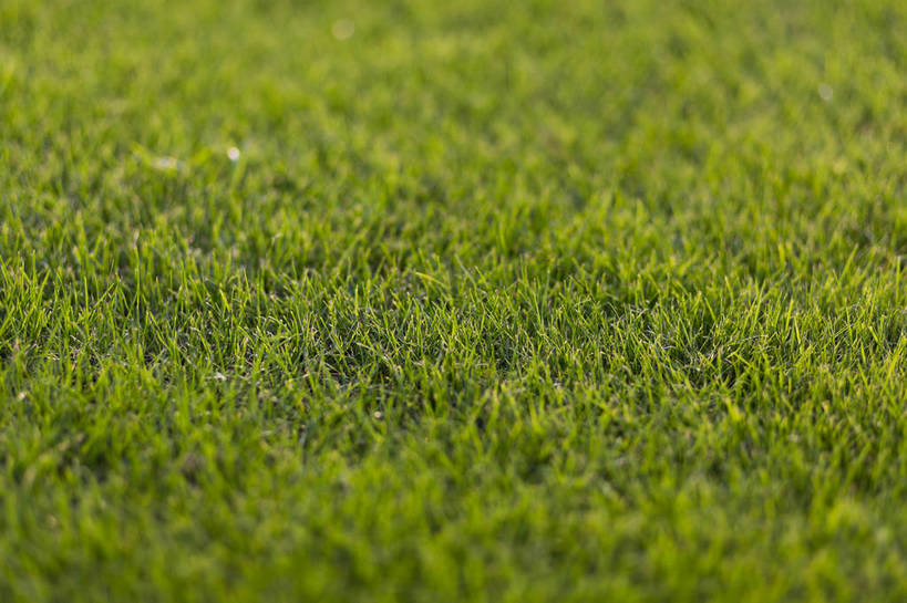 无人,横图,彩色,室外,白天,草地,草坪,植物,生气,草,绿色,自然,活力,茂密,摄影,朝气,茂盛,生长,生机,希望,绿草,外景,顽强,娇嫩,bj174