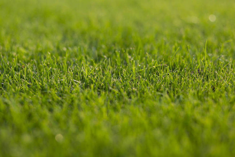 无人,横图,彩色,室外,白天,草地,草坪,植物,生气,草,绿色,自然,活力,茂密,摄影,朝气,茂盛,生长,生机,希望,绿草,外景,顽强,娇嫩,bj174