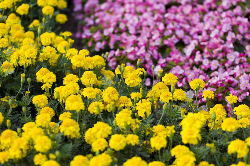 无人,花园,横图,彩色,室外,白天,爱情,旅游,幸福,花海,花圃,太阳,植物,向日葵,一片,生气,盛开,鲜艳,田野,美丽,茁壮,花,花瓣,花朵,鲜花,黄色,白云,风景,蓝天,天空,阳光,自然,花丛,花田,向上,景色,活力,摄影,朝气,茂盛,生长,绽放,晴天,生机,希望,风光,繁茂,多彩,外景,孕育,光辉,沉默,忠诚,勇敢,投缘,爱慕,娇嫩,高傲,朝阳花,葵花,望日莲,向阳花,转日莲,旅行,bj174