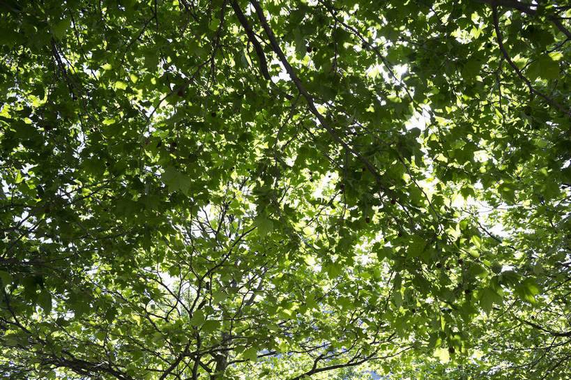 无人,横图,彩色,室外,白天,植物,生气,缝隙,绿叶,树,绿色,阳光,活力,摄影,朝气,生机,希望,枝叶,生命,外景,bj174