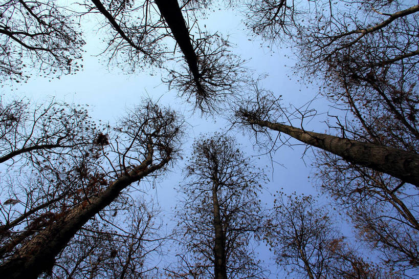 无人,横图,室外,白天,仰视,美景,秋季,森林,树林,植物,阴影,光线,影子,景观,树,树木,蓝色,绿色,蓝天,天空,阳光,自然,天,景色,茂密,茂盛,生长,晴朗,成长,自然风光,万里无云,晴空,晴空万里,秋,秋天,彩图,低角度拍摄,shlxx1