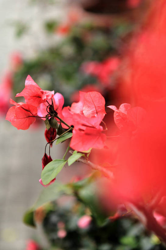 无人,竖图,室外,特写,白天,正面,爱情,美景,植物,桃花,许多,朦胧,模糊,盛开,景观,枝条,很多,花蕾,花,花瓣,花朵,鲜花,树,树木,树枝,绿色,自然,花苞,花蕊,景色,生长,成长,俘虏,自然风光,虬枝,枝杈,彩图,shlxx1