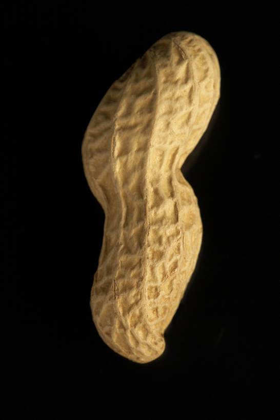 无人,竖图,特写,农业,花生,静物,水果,黑色背景,壳,生食,食品,坚果,小吃,饮食,一个,灰色,自然,干果,摄影,有机食品,单个,简单,清新,蛋白质,健康食物,彩图,影棚拍摄,坚果壳,bj175