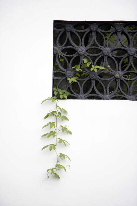 无人,竖图,室外,白天,留白,奢侈,植物,窗户,上海,中国,亚洲,花纹,图案,墙,爬山虎,豪华,传统,树叶,白色,自然,摄影,生长,华丽,简单,中国文化,反差,东亚,富丽,华美,彩图,传统文化,华侈,奢华,bj175