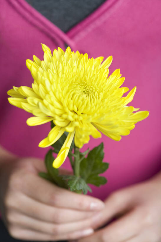 成年人,竖图,特写,仅一个女性,握,花,粉色,黄色,菊花,握着,摄影,部分,女人,女性,彩图,高角度拍摄,影棚拍摄,bj175