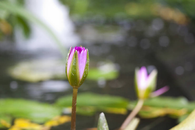 无人,横图,室外,白天,正面,水,百合花,睡莲,池塘,茎,花,花朵,紫色,自然,摄影,清新,纯净,彩图,全身,头状花序,bj175