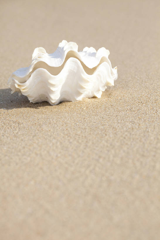 无人,竖图,室外,白天,旅游,度假,美景,贝壳,三亚,中国,亚洲,沙子,岛,景观,娱乐,白色,自然,夏天,享受,休闲,景色,放松,摄影,自然风光,东亚,海南岛,海滩,彩图,bj175