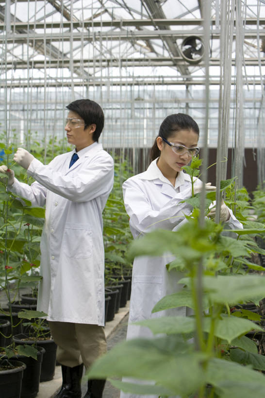 东方人,两个人,科学家,菜园,农场,竖图,白天,正面,智慧,农业,技术,叶子,北京,中国,亚洲,种植,检查,研究,工作,分析,科学,领带,温室,现代,绿色,夏天,摄影,生长,技巧,护目镜,专心,手艺,防护镜,东亚,实验服,科学实验,技能,技艺,植物学家,认真,男人,男性,年轻男性,年轻女性,女人,女性,亚洲人,中国人,年轻人,技术员,彩图,妙技,本领,bj175