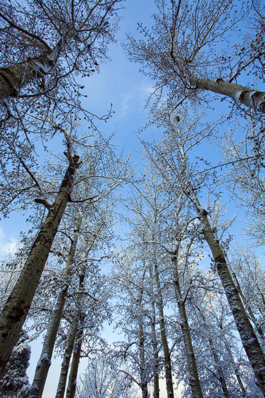 无人,公园,竖图,室外,白天,仰视,旅游,度假,美景,森林,树林,雪,北京,中国,亚洲,覆盖,结冰,景观,冬天,娱乐,树,蓝色,风景,天空,自然,享受,休闲,景色,放松,寒冷,冷,摄影,生长,宁静,自然风光,东亚,发展,万里无云,朝阳区,彩图,低角度拍摄,林区,红领巾公园,bj175