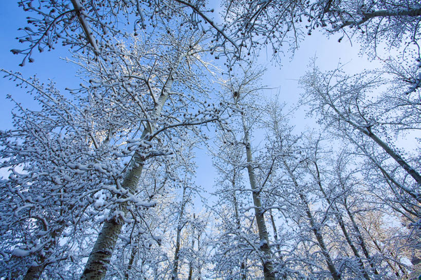 无人,公园,横图,室外,白天,仰视,旅游,度假,美景,森林,树林,雪,北京,中国,亚洲,覆盖,结冰,景观,冬天,娱乐,树,蓝色,风景,天空,自然,享受,休闲,景色,放松,寒冷,冷,摄影,生长,宁静,自然风光,东亚,发展,万里无云,朝阳区,彩图,低角度拍摄,林区,红领巾公园,bj175